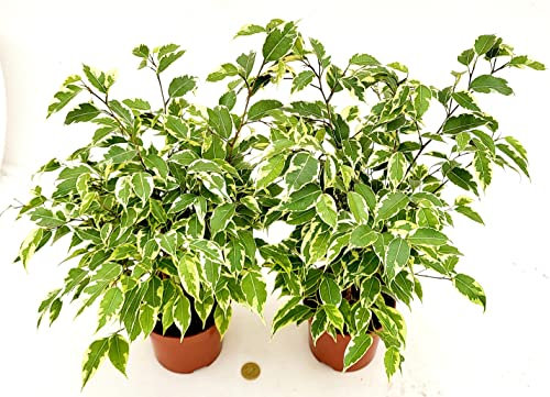 FICUS BENJAMIN VARIEGATO, VASO 13CM DIAMETRO, 2 PIANTE, piante vere