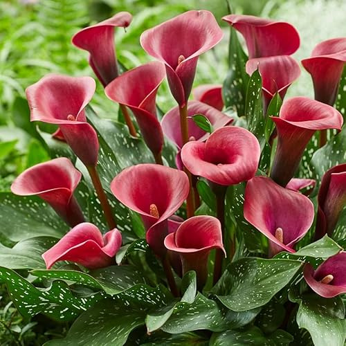 Votaniki Calla Lily Valencia - Long Lasting Blooms, Perennial Calla Lily Bulbs for Ready to Plant | Heat and Drought Tolerant, Red Calla Lily, Summer Flowering Bulbs - Easy to Grow (4 Pack)