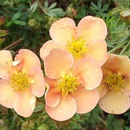 Buskgästar - Potent fruticosa 'Daydawn' - 25-30 cm kruka - rikblommande gul buske