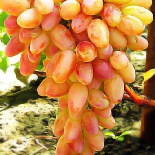 Weinreben kaufen Winterhart zwiebeln,weintrauben pflanzen kernlos winterhart süße,tafel-Trauben,vitis vinifera weinrebe,tafeltraube wein pflanze winterhart,trauben pflanzen.-2zwiebeln-H