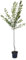 The Czar, Pflaumenbaum saftige Pflaume Halbstamm 150-170 cm 10 Liter Topf, Unterlage: St. Julien A