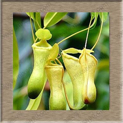 Semi di piante di Nepenthes Semi di Nepenthes Semi di piante di acchiappamosche 20 Particelle/sacchetto