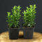 3 Stück Euonymus japonicus Green Spire von INTRAGARTEN | immergrüner und winterharter Kriechspindel Heckenpflanze | Buchsbaumersatz im Topf