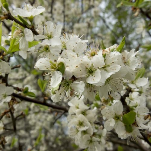 semi di prugnolo vecchie varietà prugnolo da frutto nani, resistenti comprare da frutto colonnari colonnari frutteto colonnare raro semi di giardino 40pcs
