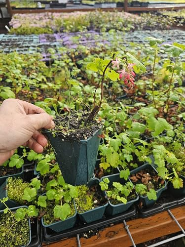 Live Flowering Currant Bush Plant Gorgeous Pink neon red Flowers, in 5 Pot