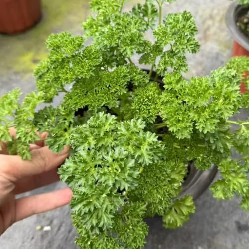 semi di prezzemolo perenne biologico, prezzemolo biologico copertura del terreno di selvatiche, 500pcs