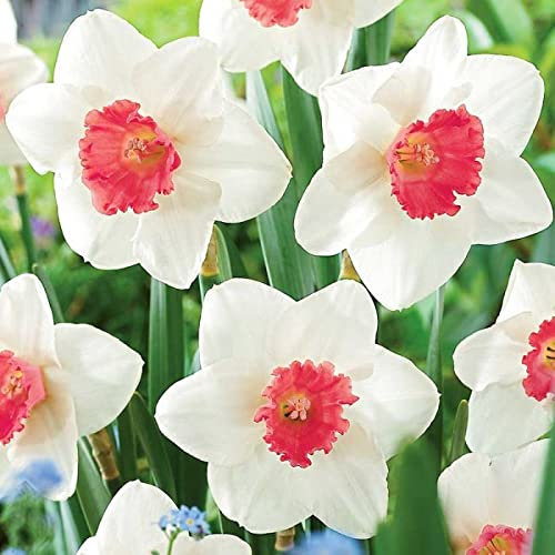 Graines de jonquille rose Belles graines de fleurs de jonquille Bonsaï Graines de narcisse d'air pur Fleurs pour la chambre Paquet de 100 graines
