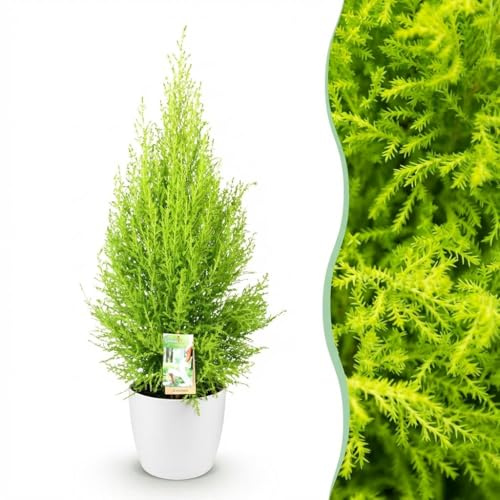 Green boutiQ - Plantes d'intérieur - Cupressus Gold Crest Wilma - Conifère d'intérieur - Peu d'entretien - Vert - 1 Plante - avec Potter Blanc - Pot 21cm - Hauteur 85-95cm