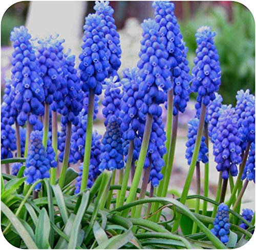 Muscari Armeniacum X 50 Blue Grape Hyacinth Bulbs, Flowering Size by Growtanical®