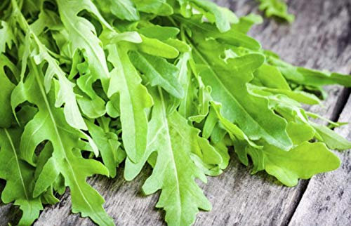 500 Graines de Roquette - plante aromatique - légumes jardin potager- semences paysannes reproductibles - SemiSauvage