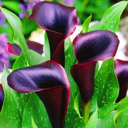Calla Lily Bulbs,Calla Lily Plants Live Calla Lily Bulbs UK(Ornamental Flowers,Garden Flowers,Plant Bulbs,Hardy Perennial,Wedding Flowers)-8bulbs-e