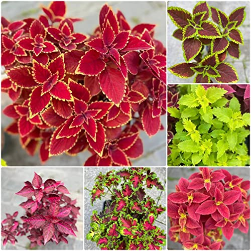 800 Stück buntnessel samen mischung Coleus - Seltene Pflanzen serie - mix büropflanzen bodendecker winterhart mehrjährig pflanze zimmerbonsai bonsai garten