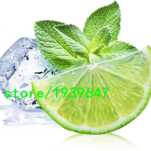 Semillas de la planta aromática de menta limón Semillas superior para Herbal Tea Balcón semillas de hortalizas en macetas de limón menta Semillas 200PCS