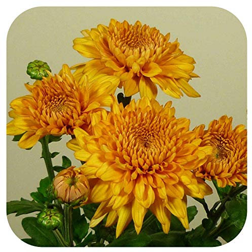 Chrysanthemum Dendranthema Early Spray Gompie Bronze Plug Plant x 6 Cut Flowers