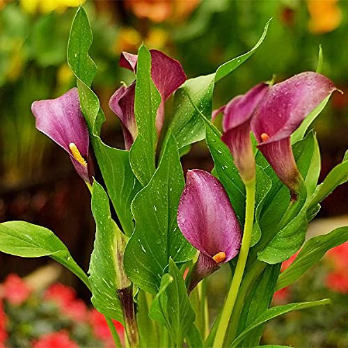 Riesige weiße Calla-Zwiebeln/Geliebt bei Blumenliebhabern/Importierte Blumenzwiebeln/Kann drinnen und draußen angebaut werden – 1,3 Blumenzwiebeln