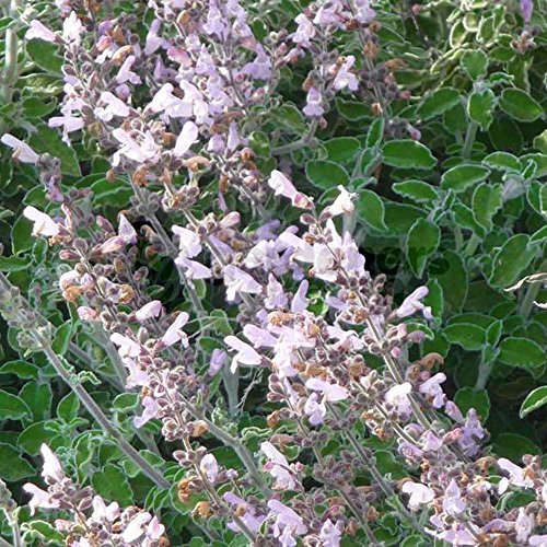 Sage Greek - 1 Plant - Garden Kitchen Herb for Cooking Planters Pot