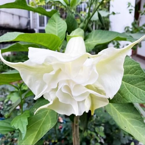 engelstrompete pflanze samen、 blumen garten、pflanzen für sonnige plätze garten geschenk、einfach zu Pflanzen blumensamen mehrjährig winterhart pflanzen garten、Wunderschön leuchtende 50pcs