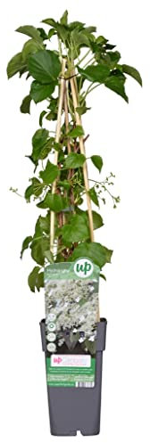 Pianta di Ortensia Petiolaris h cm 65 su vaso alto cm 11 pianta rampicante