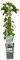 Pianta di Ortensia Petiolaris h cm 65 su vaso alto cm 11 pianta rampicante