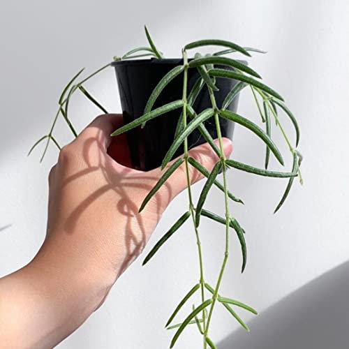 Easy Care - Hoya linearis HousePlant in 9cm Pot - Wax Plant