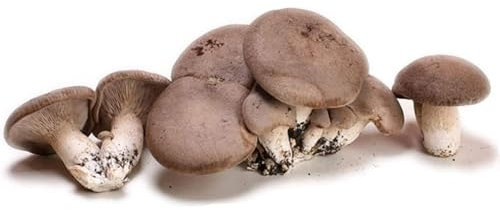 LoviStore Balletta Funghi Cardoncelli Pleurotus Eryngii Ideale per la Coltivazione, Produzione Fungo Cardoncello Murgiano Puglia Ceppo 3065 Produttività Eccellente Substrato Alta Qualità (2)