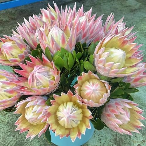 Protea rey - Protea cynaroides - Semillas de de balcón Decoración sala estar con en macetas lecho elevado Semillas perennes, balcón 200Semillas