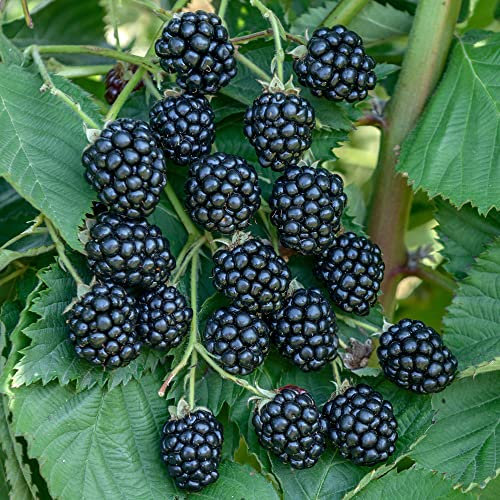 BlackBerry Rubus Navaho | Deciduous Thornless Upright Perennial Garden Patio Fruit Plant in 3L Pot