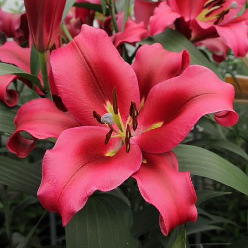 YouGarden Skyscraper Lily 'Palazzo', 3 x Bulbs, Size 16/18, Tall Red Pink Fragrant Summer Flowering