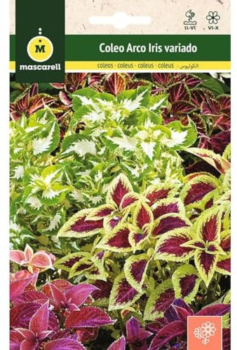 Mascarell Semillas, COLEUS ARCO IRIS VARIADO, Semillas Flores Exterior para Decoración, 0,2 Gramos