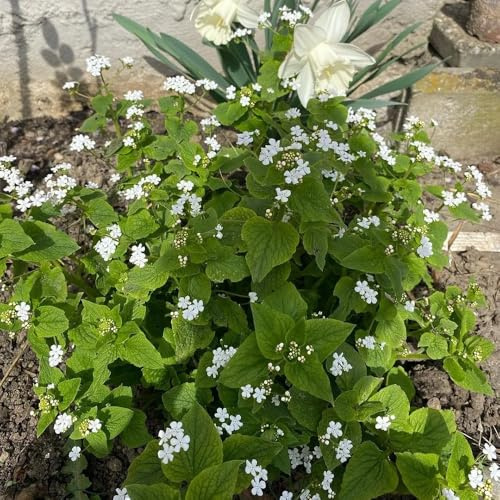 semillas de buglosa, perennes para camas elevadas, para lugares soleados de primavera, resistentes 40pcs