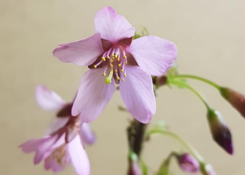 Prunus incisa 'Paean' / Cerisier à fleurs du Japon nain/Conteneur de 3 à 4 litres/Arbuste d'ornement