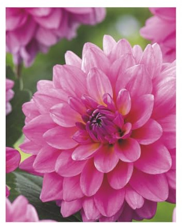 AGRONOM | DALIE - ONESTA | Bulbi da fiore perenni | Fiori rosa | Coltivati in giardini fioriti, vasi e prati fioriti | 1 bulbo