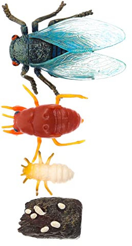 Holibanna Zikaden Wachstumszyklus Modell Spielzeug Künstliches Zikadenmodell Realistisches Lehrmaterial Pädagogisches Spielzeug für Kinder Heimdekoration