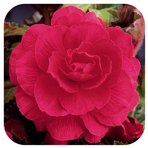 Begonia Non-Stop Double Tubers/Corms Pink x 5 Summer Flowering by Growtanical®