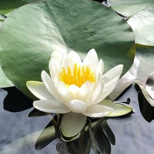 Mainam Mixed Colorful Hardy Water Lily Tuber Live Aquarium Plant for Freshwater Fish Pond Balcony Buy 2 GET Fertilizer Free (White Nymphaea Denver)