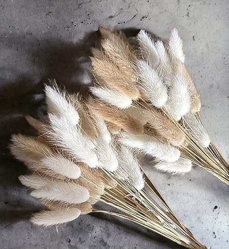 VELAFEE 100 Stems Mix Lagurus Bunny Tails Pampas Grass Decor for Home Decor Cake Decor 45cm 17.7inches Rabbit Tails Dried Flowers Bouquet Best for Boho Decor Table Decoration Bedroom Decor