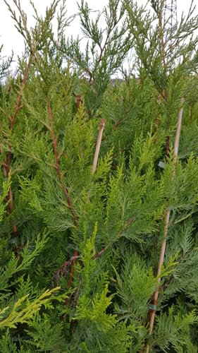 X Cupressocyparis leylandii/Cyprès de Leyland/Conteneur de 7 à 10 litres/Conifère