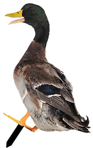 Décoration de Jardin Ornamental Stake Canard pour Aménagement Paysager Extérieur Facile à Installer Durable Ajoute