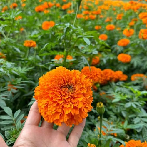 100 pcs tagetes samen - steingartenpflanzen winterhart, blumensamen mehrjährig winterhart, bodendecker winterhart mehrjährig, pflanzensamen, winterharte kübelpflanzen winterharte