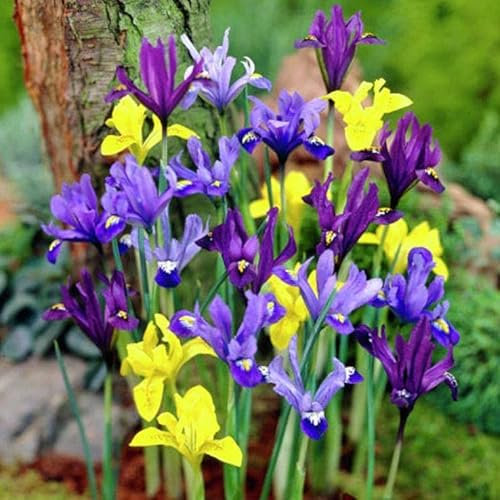 Blue Magic Design 25 Mix Mixed Colour Dutch Iris Spring Garden Bulb For Summer Beautiful Flower