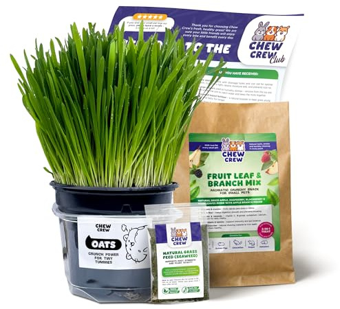1 Fresh Oats Grass for Rabbits, Guinea Pigs, Chinchillas, Hamsters, Gerbils – Natural Hay Alternative – Live Treat & Boredom Buster – UK Grown by Chew Crew
