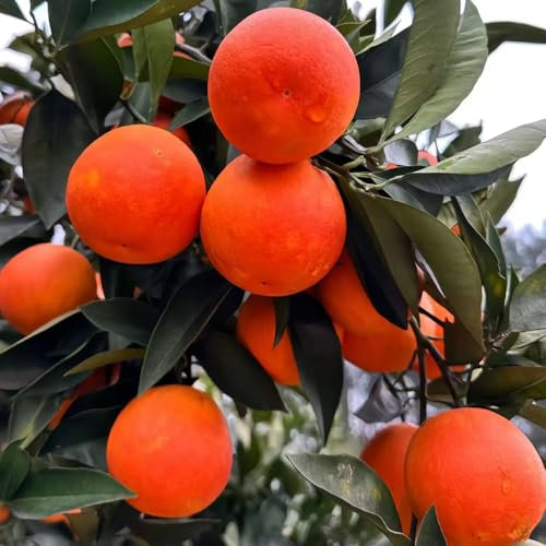 saftorangen bio orangen samen, Orangenbaum samen biosaatgut Apfelsine zwergobstbaum, nachhaltige produkte, Heilpflanzen bonsai Seltene Pflanzen Serie, hohe Keimrate stauden baum samen 25pcs
