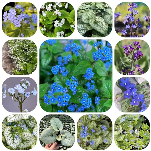 semillas de buglosa - jardín de interior de otoño resistentes, silvestres de medicinales, interior 300pcs