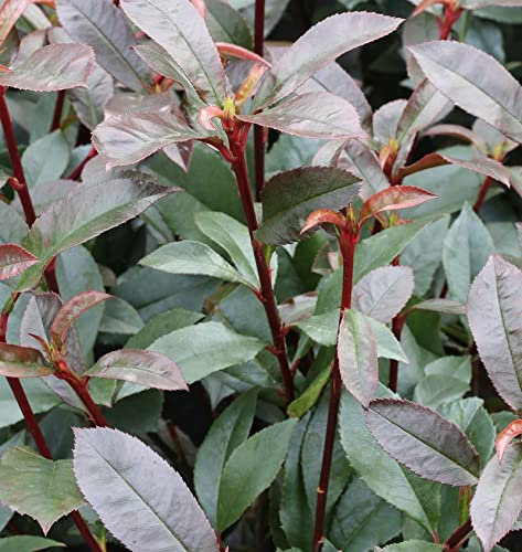 Kompakte Glanzmispel 40-60cm - Photinia fraseri
