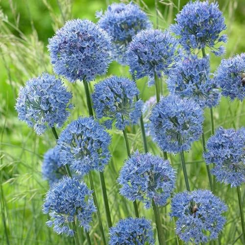 Semi di bulbi ornamentale - resistenti per il giardino Allium giganteum - per gli ospiti con semi di perenni regali per gli amanti del giardino 300pcs