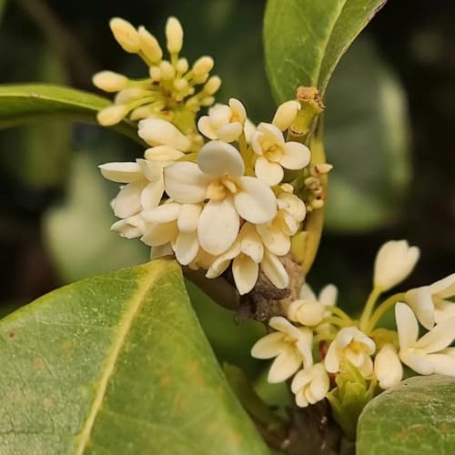 Semillas de laurel, Laurus nobilis, laurel resistente de laurel, especiado, resistentes 50pcs