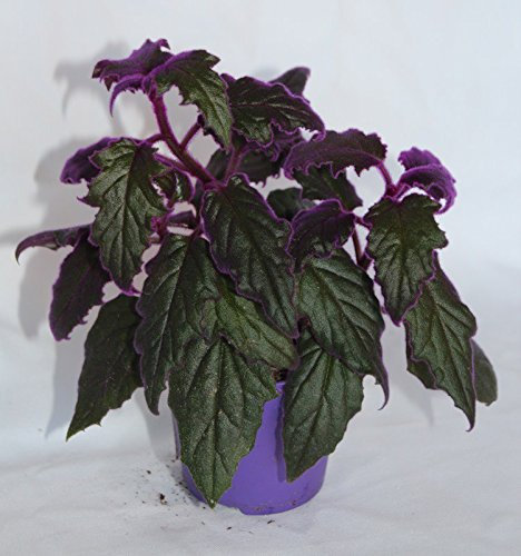 Gynura Aurantiaca Purple Passion (Maceta 9 cm Ø) - Planta Viva de Interior