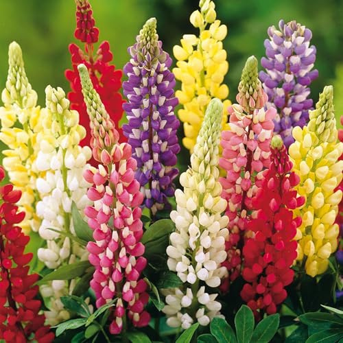 10 Bulbes de Lupin Mix d'été en gros paquet - Plantes prêtes pour le jardin pour massifs, pots, contenants.