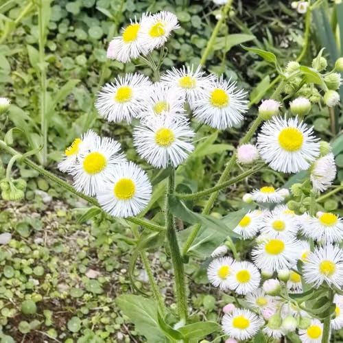 semillas de margarita española, trepadoras raras resistentes pleno sol con, exóticas variedades orgánicas tradicionales 500pcs