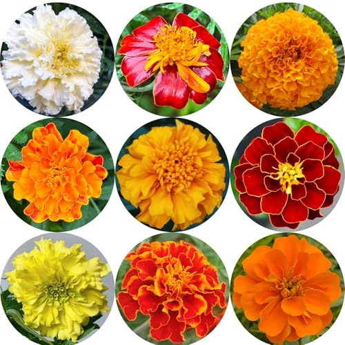 semillas de caléndula orgánicas - tagetes - ornamentales, decoración, caléndula de caléndula silvestres, balcón, 700pcs